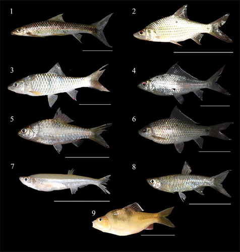 Figure 3. Fish species from Cyprinidae. (1) Crossocheilus cobitis; (2) Cyclocheilichthys apogon; (3) Hampala macrolepidota; (4) Labiobarbus leptocheilus; (5) Mystacoleucus obtusirostris; (6) Osteochilus vittatus; (7) Oxygaster anomalura; (8) Rasbora sumatrana; (9) Striuntius lateristriga. Scale bar = 50 mm.
