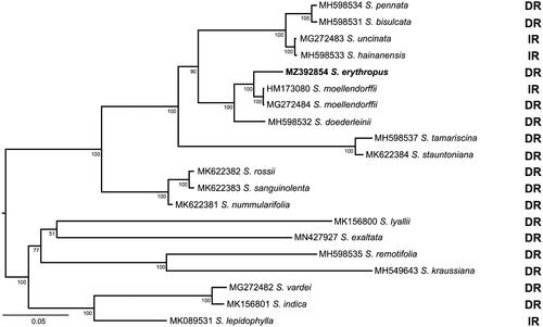 Figure 1. The maximum likelihood (ML) tree of 20 sampled Selaginella species. Bootstrap proportion (BP) values are indicated along branches. The bold taxon is S. erythropus, which is newly sequenced in this study. The scale bar denotes 0.05 substitutions per nucleotide. DR: direct repeats; IR: inverted repeats.