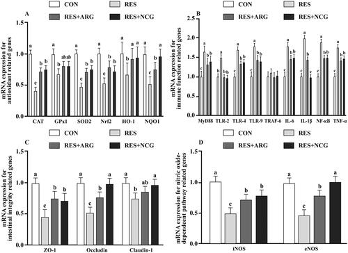 Figure 3. Roles of rumen-protected L-arginine (RP-arg) or N-carbamylglutamate (NCG) supplemented in diet in gene mRNA levels within foetal jejunum in underfed Hu ewes at 110 gestational days. mRNA expression of anti-oxidation-associated (A), immune-associated (B), intestinal integrity-associated (C), and NO-dependent pathway-associated (D) genes were determined. GPX1: glutathione peroxidase 1; CAT: catalase; SOD2: superoxide dismutase2; HO-1: haem oxygenase-1; NRF2: nuclear factor erythroid 2-related factor 2; MYD88: myeloid differentiation factor 88; NQO1: quinone oxidoreductase 1; TLR: toll-like receptor; TRAF-6: tumour necrosis factor receptor-associated factor 6; TNF-α: tumour necrosis factor α; IL: interleukin; ZO-1: zonula occludens-1; NF-κB: nuclear factor kappa B (p65); NO: nitric oxide; eNOS: epithelial NO synthase; iNOS: inducible NO synthase; NRC: National Research Council; CON/RES: ewes fed 100%/50% of NRC (Citation2007) recommendations for pregnancy; RES + ARG, ewes fed 50% of NRC (Citation2007) recommendations with supplementation of 20 g/d RP-arg; RES + NCG, ewes fed 50% of NRC (Citation2007) recommendations with supplementation of 5 g/day NCG. Data represent means, and standard errors are shown in vertical bars (n = 8/group for ewes, n = 16/group for the foetus). Labelled means with no common letter represent significant differences, p < .05.