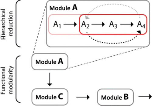 Figure 4. Different perspectives of functional modularity and hierarchical reductionism. While hierarchical reduction aims at dissecting a module's function according to different physical scales, the functional modularity perspective is focused on inter-module interactions regardless of their respective level of complexity.