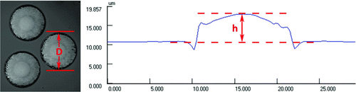 FIG. 2 Example of droplet images used for analysis (left) and droplet height profile (right). (Color figure available online.)