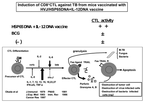 Figure 3. Induction of CD8 positive CTL against TB by HVJ-Envelope/HSP65 DNA + IL-12 DNA vaccine, and differentiation of CTL.