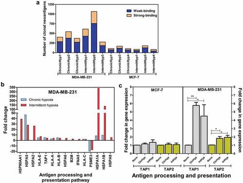 Figure 4. Effect of hypoxia on potential neoantigen expression. (a): Increased clonal neoantigen load due to insertion-deletion mutations in the breast cancer cell lines under hypoxic conditions. (b): Microarray analysis indicated that chronic and intermittent hypoxia led to the upregulation of antigen processing and presentation pathway in MDA-MB-231 cells. (c): Chronic and intermittent hypoxia-induced fold change in gene expression for TAP1 and TAP2 as measured by quantitative PCR from three independent experiments. The significance is represented as P < .05 for the treatment groups in comparison with the normoxia (indicated by *)