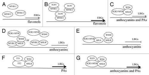Figure 2. A schematic model for the fine-tuning of the flavonoid biosynthetic pathway. MYB11, MYB12, and MYB111 redundantly activate the expression of EBGs (A). TCP3 associates with these 3 R2R3-MYBs to stimulate the transcription of EBGs and thereby enhances flavonol production (B). The ternary R2R3-MYB/bHLH/WD40 (MBW) complex activates the expression of LBGs and thus controls the biosynthesis of anthocyanins and PAs (C). MYBL2 and SPL9 behave as negative fine-tuners of anthocyanin biosynthesis and disrupt the formation of the MBW complex via interacting competitively with bHLHs in the case of MYBL2 (D) or with R2R3-MYBs in the case of SPL9 (E). By contrast, TT1 acts as a positive fine-tuner of the PA biosynthesis in the endothelial cells of the testa (F) and TCP3 functions as a positive fine-tuner of both anthocyanin- and PA-specific MBW complexes (G). The 2 positive fine-tuners TT1 and TCP3 organize the formation of the MBW complex by synergistically associating with R2R3-MYBs. The counteracted or enhanced activity of the MBW complex reduces or heightens the biosynthesis of anthocyanins and PAs via influencing the expression of LBGs, respectively. Thin arrows indicate the transcription of LBGs and EBGs controlled by the ternary MBW complex and MYB11, MYB12, or MYB111, respectively. Hammers denote the inhibitory effects of MYBL2 or SPL9 on the transcription of LBGs. Thick arrows represent the heightened expression of EBGs or LBGs.