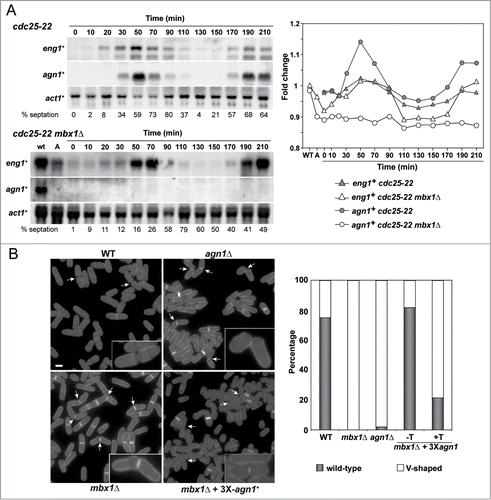 Figure 6. Mbx1 controls agn1+ expression. (A) Expression of eng1+ and agn1+ during the cell cycle. Synchrony was induced by arrest-release of cdc25–22 (OL264) or cdc25–22 mbx1Δ (GG549) mutants, and samples were taken at the indicated times (minutes) after release for RNA extraction. RNA blots were probed with specific probes for eng1+ and agn1+, using act1+ as a loading control. The percentage of septation at each time-point is indicated below, and was determined by counting the percentage of cells with a septum after calcofluor staining. The graph represents the quantification of the expression of each gene with respect to the wild-type (wt, value 1). (B) Overexpression of agn1+ complements the separation defects of mbx1Δ mutants. The wild-type (WT; OL432) and the agn1Δ (YSAB156), mbx1Δ (GG503) and mbx1Δ carrying Pnmt1+-agn1+ (YMAT91) mutants were grown in EMM5S medium without thiamine for 17 hours before staining the cells with aniline blue. Images show fields and details of separating cells for each strain. The graph to the right indicates the percentage of cells with a septum that have a wild-type or a V-shaped phenotype in each strain (n = 350).