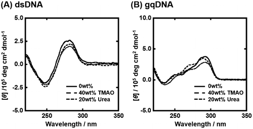 Figure 2. CD spectra of 10 μM dsDNA (A) and gqDNA (B) without osmolyte (continuous line), with 40wt% TMAO (broken line) or with 20wt% urea (dotted line). All measurements were carried out in the buffer containing 100 mM KCl, 10 mM K2HPO4, and 1 mM K2EDTA at 25 °C.