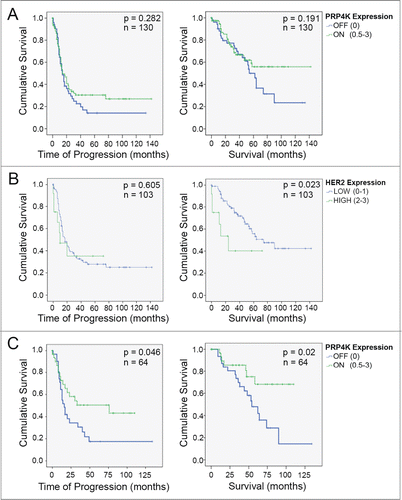Figure 5. Evaluation of PRP4K as a biomarker of platinum/taxane response in high-grade serous ovarian cancer. (A) Kaplan Meier curves of overall disease free survival (left) and overall survival (right) in a cohort of 130 ovarian cancer patients treated with platinum/taxane chemotherapy. (B) Kaplan Meier curves of overall disease free survival (left) and overall survival (right) in 103 platinum/taxane treated ovarian cancer patients with either low (0–1), or high (2-3), expression of HER2. Significance (p) is indicated by Log Rank. (C) Kaplan Meier curves of overall disease free survival (left) and overall survival (right) in 64 patients (i.e. a subset of the 130 in A) with no to moderate expression of HER2. Significance (p) is indicated by Log Rank.