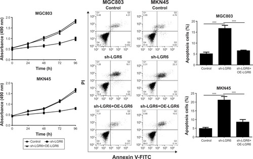 Figure 4 The effects of sh-LGR6 on proliferation and apoptosis of gastric cells.