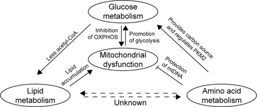 Figure 1 An overview of the pathways mediating upregulation of glycolysis and mitochondrial dysfunction in GC.Abbreviations: GC, gastric cancer; mtDNA, mitochondrial DNA; OXPHOS, oxidative phosphorylation; PKM2, pyruvate kinase M2.