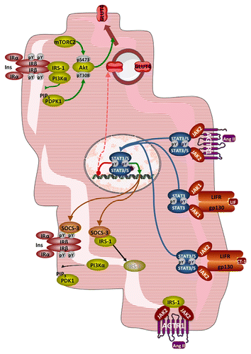 Figure 2. Interference of JAK-STAT signaling with insulin signaling and glucose transport in cardiac myocytes. Top: Normal insulin signaling leading to Akt activation and translocation of GLUT4. Right: activation of JAK-STAT signaling by Ang II, LIF, and CT-1 leading to SOCS3 overexpression and GLUT4 repression. Left: disruption of insulin signaling by SOCS3, with dissociation and degradation of IRS-1. Bottom: sequestration of IRS-1 by JAK2 activated by the ligand-bound AGTR1. See text for details. Abbreviations: Ang II, angiotensin II; AGTR1, angiotensin receptor type 1; CT-1, cardiotrophin-1; gp130, glycoprotein 130; IRS-1, insulin receptor substrate 1; LIF, leukemia inhibitory factor; LIFR, LIF receptor; mTORC2, mammalian target of rapamycin complex 2; PDPK1, phosphoinositide-dependent protein kinase 1; PI3Kα, phosphoinositide 3-kinase α; PIP3, phosphatidylinositol-3,4,5-trisphosphate; pY, phosphotyrosine; SOCS3, suppressor of cytokine signaling 3.