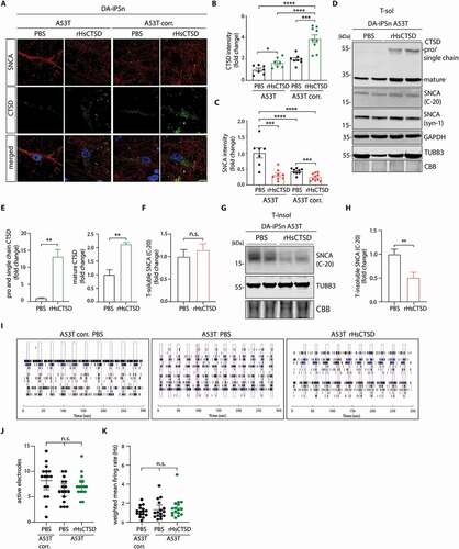 Figure 4. rHsCTSD treatment decreases pathology-associated SNCA in PD patients iPS-derived dopaminergic neurons (DA-iPSn) harboring an SNCA mutation (A53T). (A) Representative immunofluorescence pictures of A53T DA-iPSn and isogenic control (A53T corr.) treated with PBS or rHsCTSD. Pathology-associated SNCA was stained with LB509 antibody (red) and CTSD (green). Scale bar: 10 µm. (B) Quantification of CTSD and (C) SNCA signal intensities determined by confocal microscopy were indicated as fold change (n = 7–10 individual neurons per group). (D) Immunoblot of Triton-soluble (T-sol) lysates of DA-iPSn A53T treated with 10 µg/ml of rHsCTSD for 3.5 weeks, representative for three individual rounds of enzyme treatment. Western blot was stained for CTSD (pro- and single chain enzyme (~52- and ~48-kDa) and mature form at (~34-kDa)). SNCA signal was detected by C-20 and syn-1 antibodies. GAPDH, TUBB3 and CBB-stained SDS-PAGE gels are shown to validate equal loading. (E) Quantification of pro-/single chain CTSD and mature CTSD signal was normalized to GAPDH and shown as fold change (n = 3). (F) Quantification of soluble SNCA levels detected by the SNCA antibody C-20 was normalized to GAPDH and displayed as fold change (n = 6). Quantification of syn-1 antibody is shown in Figure S4E. (G) Representative western blot of Triton-insoluble (T-insol) lysates after treatment with PBS or rHsCTSD. (H) Insoluble SNCA levels (C-20 antibody) were quantified and normalized to TUBB3 and expressed as fold change (n = 6). (I) Representative image of a raster plot profiles of multi-electrode array (MEA) of DA-iPSn A53T corr. and A53T with and without rHsCTSD treatment. Each black line represents a detected spike. Blue lines represent detected channel bursts and pink boxes show network burst. Respective quantification of (J) number of active electrodes and (K) weighted mean firing rate in A53T corr. and A53T treated with PBS or rHsCTSD 14 days after treatment (n = 16, each dot represents one active well of a 48-well MEA plate). Data of active electrodes and weighted mean firing rate before rHsCTSD treatment are shown in Figure S4K and S4L. Data represent mean ± SEM. Statistical analyses were performed by using one-way ANOVA together with a Tukey’s multiple comparison test in (B-C, J-K) and a two-tailed unpaired Student’s t-test (E, F and H). ****p < 0.0001, ***p < 0.001, **p < 0.01, *p < 0.05; n.s., not significant.