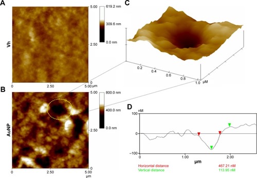 Figure 6 The AuNPs induce pore formation in MCF-7 cell membranes.Notes: (A) The smooth surface of the Vh control cell (12 hours) revealed by AFM. (B) The AuNPs (80 µg/mL; 12 hours) induce greater roughness on MCF-7 cell membranes in comparison with those treated with Vh. (C) Pore formation was observed on the membrane surfaces of cells incubated with AuNPs. (D) The dimensions of these pores were obtained by topographic analysis of 1×1 µm scan area (z=0–100 nm).Abbreviations: AFM, atomic force microscopy; AuNPs, gold nanoparticles; Vh, vehicle.
