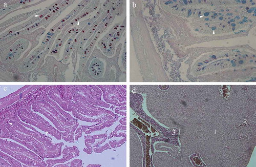 Figure 2. (a) Cross section through the upper intestines of the garfish Belone belone: Mucosal goblet cells stained predominantly red indicating neutral polysaccharides (arrowhead). Alcian blue/PAS, ×20; (b) cross section through the lower intestines: Mucosal goblet cells stained predominantly blue, indicating acid mucopolysaccharides (arrowhead). Alcian blue/PAS, ×40; (c) intestinal mucosa: cells in the lamina propria containing acidophilic granules, stained distinctively red (arrowhead). Hematoxylin-eosin, ×10; (d) cross section through the liver parenchyma: 1 – plates of hepatocytes; 2 – sinusoides separating plates of hepatocytes; 3 – pancreatic acini incorporated into liver parenchyma. Hematoxylin-eosin, ×10.