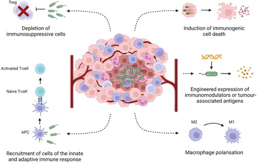 Figure 1. A Summary of the mechanisms by which tumor-targeting bacteria can modulate the immunosuppressive tumor microenvironment (see text for details).
