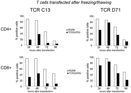 Figure 3. TCR expression over time in T cells transfected after freezing and thawing.PBMCs were expanded for 10 days, then frozen in liquid nitrogen and thawed before electroporation with mRNA encoding TCR C13_RQR8 or TCR D71_RQR8. The figure shows representative data from three experiments. The cells were cultured after electroporation and stained for analysis by flow cytometry at four time points; 24 h, 48 h, 72 h and 96 h after electroporation. The expression of the TCRs (C13 or D71) was measured with a mAb recognizing the murine constant beta region (mCb) incorporated in the TCRs. The expression of marker/suicide gene RQR8 was measured with the mAb QBen10. The expression of C13_RQR8 (left panels) and D71_RQR8 (right panels) are shown in Figure 3, separately for CD4+ and CD8+ T cells. Time after electroporation is indicated on the x-axis. The number of positive cells was calculated based quartiles in dot plots, set from non-transfected controls.