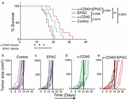 Figure 6. Combined treatment with agonistic CD40 mAb and epacadostat increases survival of B16-F10 tumor bearing mice as compared to control: (a) Kaplan-Meier survival curves of B16-F10 tumor bearing mice treated with agonistic CD40 mAb or isotype control antibody (days 9, 12, 15) and epacadostat or vehicle (from day 9 until 18) (n = 9-10, mean, *p < 0.05, Log-rank test). (b-e) Individual tumor growth curves from the survival experiment in mice bearing B16-F10 tumors of the isotype control treated group (b), or mice treated with either epacadostat (c) or agonistic CD40 mAb (d) or with agonistic CD40 mAb and epacadostat combination (e) therapy. Dashed colored curves represent mice that developed ulcers and the solid colored line indicates the last day of treatment