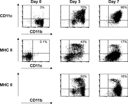 Figure 1 Flow-cytometric analysis of surface markers (CD11c, CD11b, and MHC class II) during generation of immature DCs from bone marrow cells in the presence of 10 ng/mL of granulocyte macrophage colony-stimulating factor on days 0, 3, and 7 of culture.