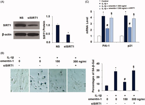Figure 8. Knockdown of SIRT1 abolished the protective effects of omentin-1 against IL-1β-induced cellular senescence in human SW1353 cells. Cells were transfected with SIRT1 siRNA and treated with IL-1β (10 ng/mL) with or without omentin-1 (300 ng/mL) for 24 h. (A) Successful silence of SIRT1; (B) Percentages of SA-β-Gal staining positive cells; (C) mRNA of PAI-1 and p21 (*, #, $p < .01 vs. previous group, n = 5–6).