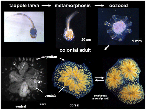 Figure 1. Life history of B. schlosseri: Top panels show the chordate tadpole larva immediately following hatching, which after a short free-swimming phase settles onto a suitable substrate, then undergoes metamorphosis into an invertebrate body plan, called an oozooid. This is followed by a weekly, coordinated asexual budding cycle which gives rise to a colony of genetically identical individuals (called zooids, bottom middle), and linked by a common vasculature. Zooids are filter-feeders which organize themselves into star-shaped structure called systems (bottom middle), and a genotype can consist of multiple systems (bottom right). Bottom left shows the vasculature visualized following the injection of fluorescent dye. The vasculature runs throughout the colony, and at the periphery terminates in finger-shaped protrusions called ampullae.