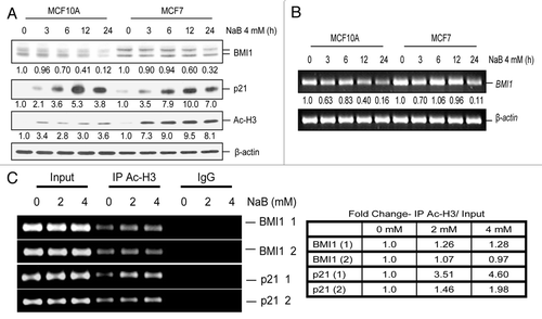 Figure 3 Downregulation of BMI1 is indirect and a late event. (A) MCF10A and MCF7 cells were untreated (0 h) or treated with 4 mM NaB for different time points (3–24 h), and relative expression of BMI1, p21, Ac-H3 was determined by western blot and densitometric analyses as described in Figure 1 legend. (B) Total RNA was isolated from MCF10A and MCF7 cells treated with 4 mM NaB for different time points, and expression of BMI1 was determined by RT-PCR analysis to confirm their transcriptional downregulation. Relative transcript levels of BMI1 were determined by densitometric analyses of corresponding signals normalized to β-actin in each case. (C) Binding of Ac-H3 to BMI1 and p21 promoters was determined by ChIP analysis, which was performed using primers specific for each gene (Table 1) as described in Materials and Methods. The end products of PCR were run on an agarose gel and visualized by ethidium bromide staining. The relative binding of Ac-H3 to individual promoters was determined by densitometric analysis of immunoprecipitated and PCR amplified DNA normalized to PCR amplified input DNA in each case.