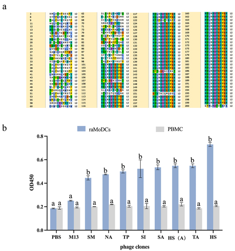 Figure 3. Analysis of phage binding ability to raMoDCs by ELISA. (a) Sequences of 12-mer peptides. (b) Cell-ELISA assessing the binding selectivity to raMoDCs of eight phage clones from the last round of biopanning. M13 wild-type phage without any displayed peptide served as a negative control. Data are presented as the mean ± SD of three independent experiments. Significant differences are denoted by different letters (a vs. b, a vs. c, b vs. c) at the same time point (p < 0.01).