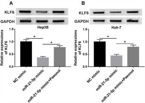 Figure 6 Paeonol attenuated miR-21-5p-mediated inhibitory effect on KLF6 level in Hep3B and Huh-7 cells. (A and B) The expression level of KLF6 was assessed by Western blot assay in Hep3B and Huh-7 cells transfected with NC mimic, miR-21-5p mimic or miR-21-5p + paeonol. *P < 0.05.