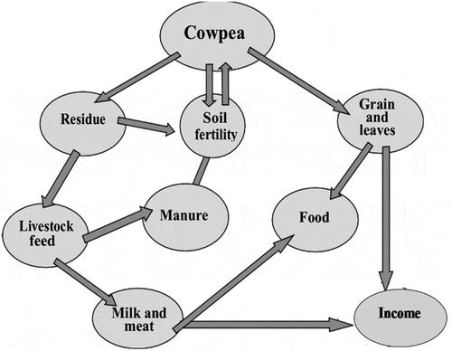 Figure 3. Schematic representation of the potential contributions of cowpea in food nutrition, income and crop-livestock systems in the dry savannas as modified from Fatokun et al. (Citation2002).