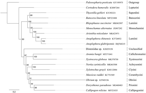Figure 1. Phylogenetic relationships based on the 13 mitochondrial protein-coding genes sequences inferred from RaxML. Numbers on branches are bootstrap support values (BS).