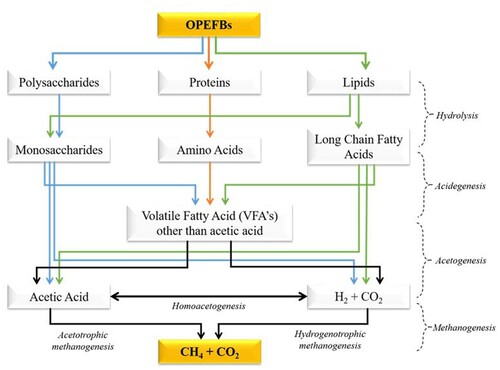 Figure 4. Pathways of anaerobic digestion for biogas production (Adapted from Rasapoor et al. (Citation2020); Li, Chen, and Wu (Citation2019b); and Rabii et al. (Citation2019)).