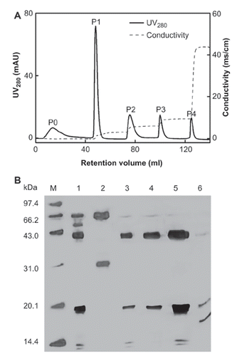 Figure 4. A typical elution profile and SDS-PAGE analysis of DEAE-Sepharose IEC with elution with different NaCl concentration. A: The materials eluted with buffer A and different NaCl concentrations (0, 0.05, 0.10, 0.15 and 0.50 M) were as P0, P1, P2, P3 and P4. B: SDS-PAGE analysis. Lanes: M, LMW Markers; lane 1, PEG precipitate of Human plasma redissolved in 20 mM PB-citric acid buffer of pH 5.0, lane 2, P0; lane 3, P1; lane 4, P2; lane 5, P3; lane 6, P4. 99 × 151mm (300 × 300 DPI).