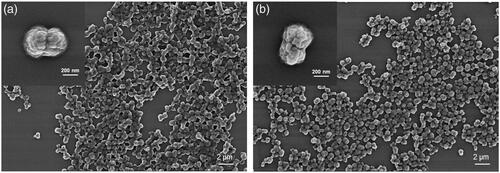 Figure 1 SEM images of Odex-AP (a) and Odex-HbMP (b) fabricated by One-pot formulation. The insets show peanut-like single particles.