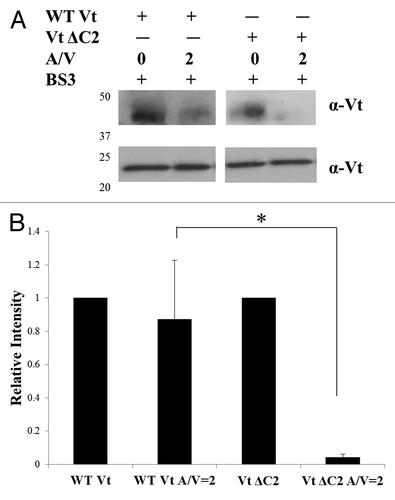 Figure 2. Detection of the actin-induced Vt dimer. Crosslinking experiments were conducted as previously described.Citation31 (A) Western blots of WT Vt and Vt ΔC2 in the absence and presence of actin (A/V = 2) and probed against Vt. Crosslinked samples were run on SDS-PAGE gels (lower panel) to observe the Vt monomer band (21 kDa) or NuPAGE Bis-tris 10% gradient gels (Invitrogen) (upper panel) to observe dimer species and blotted with a rabbit anti-chicken Vt antibody [a gift from Dr. Susan Craig (John Hopkins University)]. (B) Quantification of crosslinked bands by densitometry. In the presence of actin, a significant decrease in the amount of the actin-induced dimer is observed for Vt ΔC2 relative to WT Vt. Similar results were previously obtained for the larger bundling deficient variant, Vt ΔC5.Citation31 Densitometry is the average ± SEM combined from three independent experiments. Statistical significance was determined using the Student’s t-test. *p ≤ 0.05.