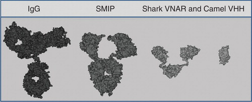 Figure 2. Relative size of Ig and Ig-like biologics is shown. Molecular models depicting the relative size of four different antibody-based scaffolds currently under clinical development are shown. VNAR and VHH are illustrated in two potential therapeutic formats. In general, the VNAR protein is ∼ 20% smaller than the VHH equivalent. The authors wish to thank Springer Science and Business Media, LLC and Landes Bioscience for their kind permission for inclusion of this modified figure from Barelle et al., 2009 Citation[41].