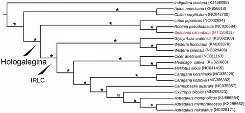 Figure 1. Maximum-likelihood phylogenetic tree inferred from 19 chloroplast genomes of Fabaceae. The position of Sesbania cannabina is highlighted. The bootstrap values are shown above each node and the values of 100% are shown with asterisks. 