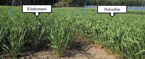 Figure 1. Plant types of winter wheat varieties ‘Kitahonami’ and ‘Hokushin’.Photograph taken on 22 May 2012.