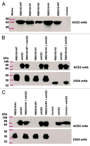 Figure 7. Binding of SARS-CoV RBD proteins with cell-associated ACE2 (ACE2/293T cells) or sACE2. Binding of RBD proteins (20 µg/each) with ACE2/293T cells (A) or sACE2 (20 µg) (B and C) was detected by western blot using goat anti-ACE2 mAb (0.2 µg/ml) or anti-RBD of SARS-CoV mAb (33G4, 1 µg/ml). A recombinant protein containing RBD of Middle East respiratory syndrome coronavirus (MERS-CoV)Citation28 was included as the negative control (control).