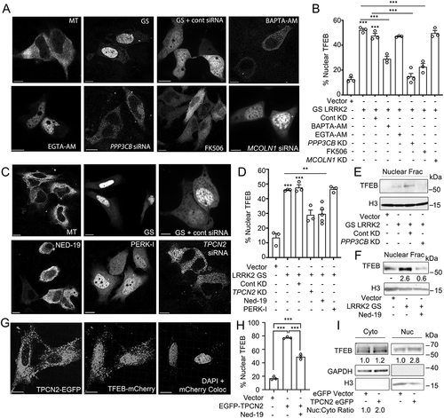 Figure 7. LRRK2G2019S-mediated TFEB nuclear translocation requires Ca2+, NAADP, and TPCN2 (A) Confocal imaging in HeLa cells expressing TFEB-mCherry and a control vector (MT) or His-LRRK2G2019S with or without BAPTA-AM (fast calcium chelator, 10 μM, 1 h), EGTA-AM (slow calcium chelator, 10 μM, 1 h), FK506 (calcineurin inhibitor, 5 nM, 1 h), control siRNA, PPP3CB siRNA, or MCOLN1 siRNA. Scale bar: 10 μm. (B) Quantification TFEB nuclear translocation from (A) (n = 3, ≥ 50 cells/repeat). (C) Confocal imaging in HeLa cells expressing TFEB-mCherry and a control vector (MT), or TFEB-mCherry and His-LRRK2G2019S with or without Ned-19 (NAADP inhibitor, 100 μM, 1 h), PERK inhibitor (PERK-I, 10 μM, 1 h), control siRNA, or TPCN2 siRNA. Scale bar: 10 μm. (D) Quantification of TFEB nuclear translocation from (C) (n = 3, ≥ 50 cells/repeat). (E) Immunoblot of endogenous TFEB from nuclear fractions of HEK293T cells transfected with a control vector or His-LRRK2G2019S (GS) and either control siRNA or PPP3CB siRNA (PPP3CB KD). (F) Immunoblot of endogenous TFEB from nuclear fractions in HEK293T cells transfected with a control vector or His-LRRK2G2019S (GS) and treated with Ned-19 (100 μm, 2 h). (G) Confocal imaging in HeLa cells transfected with TFEB-mCherry and TPC2-EGFP. DAPI and TFEB-mCherry colocalization channel is shown on the right. Scale bar: 10 μm. (H) Quantification of % cells exhibiting TFEB nuclear translocation from (G) (n = 3, ≥ 50 cells/repeat). (I) Immunoblotting of endogenous TFEB following nuclear fractionation of HEK293T cells expressing TPCN2-EGFP. For western data, histone H3 and GAPDH are shown as fractionation and loading controls. Western bands are quantified, normalized to the loading control, and presented relative to control lane. (*p < 0.05; **p < 0.002, ***p < 0.0001, one-way ANOVA with post hoc Tukey’s HSD).