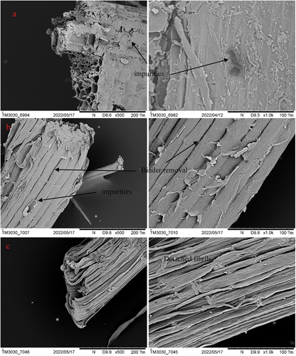 Figure 5. SEM pictures for (a) shredded material, (b) stem fiber, and (c) leaves fiber, at 500x and 1000 x magnifications.