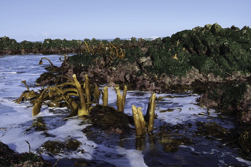 Figure 5. D. willana, battered but still surviving after the 14 November 2016 Kaikōura Earthquake. Photo taken (February 2017) at low tide about 12 weeks after the earthquake. Prior to the earthquake the plants in the foreground were totally submerged at low tide; those in the background would have been partly emergent. Higher zoned plants originally growing in the sublittoral fringe (near the mean low water Spring tide level) have died, although a few holdfasts remain. The areas covered with sea lettuce (Ulva sp.) were all uplifted. Other uplifted brown seaweeds are Marginariella boryana (A. Rich.) Tandy and Lessonia variegata J. Agardh. Location: near Flaxbourne River mouth, northern Kaikōura coast. Photo: Elizabeth Lochhead.