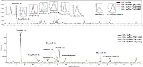 Figure 1. (A) UPLC-PDA and (B) UPLC-QTOF-MS data of the Pseudolysimachion rotundum var. subintegrum extract after the binding experiment. Black: not exposed to enzyme; red, blue, and green; after incubation with tyrosinase for 15 min. Peaks numbered 1 − 9 represent the compounds isolated from P. rotundum var. subintegrum in our study.