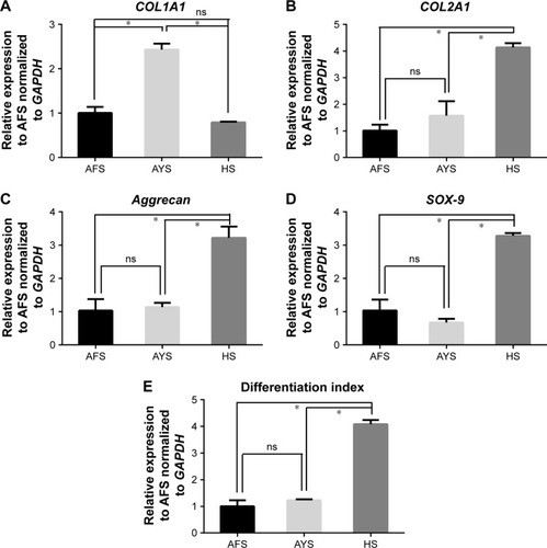 Figure 10 The quantitative real-time PCR was used to examine the mRNA expression of COL1A1 (A), COL2A1 (B), Aggrecan (C), SOX-9 (D), and “differentiation index” (E) of BMSCs on different scaffolds with CM for 3 weeks.Notes: The differentiation index is the ratio of type II to type I collagens. Data are expressed as mean ± SD (each group, n=3). *P<0.05, significant difference existed when compared between group; ns, P>0.05, no significant difference existed between group.Abbreviations: AFS, aligned nanofiber scaffolds; AYS, aligned nanoyarn scaffolds; BMSCs, bone marrow-derived mesenchymal stem cells; CM, chondrogenic medium; HS, hybrid scaffold; SD, standard deviation.