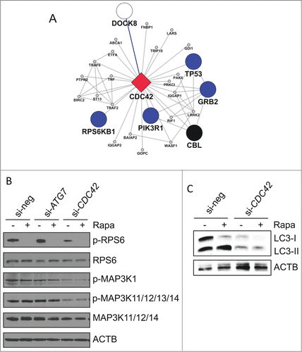 Figure 6. Functional role of CDC42 on autophagy-associated pathways. (A) Subnetwork of first-degree neighbors of CDC42 within the complemented AXAN (cAXAN). CDC42 (red diamond), prime genes (blue, signaling; black, receptors) and the formerly singleton gene DOCK8 (white) are displayed with large symbols, other AXAN genes with small symbols. (B) Effect of knockdown of ATG7 (control) and CDC42 on signaling pathways induced by autophagy activator rapamycin (Rapa). ACTB/β-actin served as loading control. (C) Effect of knockdown of CDC42 on LC3 abundance and lipidation induced by rapamycin (Rapa) in Huh7 cells.