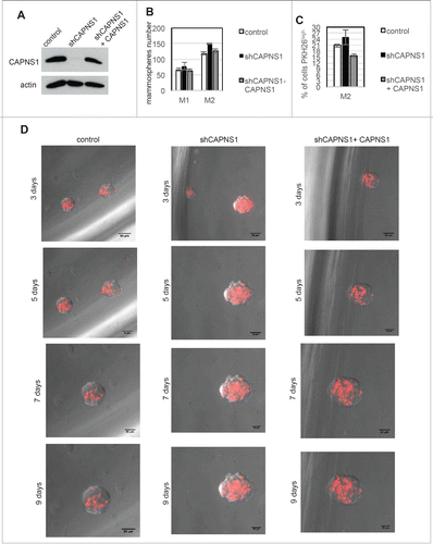 Figure 5. CAPNS1 depletion is linked to expansion of PKH26 stained cells that can be rescued upon CAPNS1 reintroduction. (A) CAPNS1 expression in MCF10AT cell lines: control MCF10AT, shCAPNS1 MCF10AT, shCAPNS1 MCF10AT stably expressing siRNA resistant CAPNS1. (B) Average number of mammosphere number obtained in 3 independent experiments with MCF10AT derived cell lines described above (p values <005). (C) Average of PKH26 stained cells in mammospheres obtained in 3 independent experiments (p values <005). (D) Subsequent pictures taken 3, 5, 7, 9 d after seeding of representative mammosphere obtained from the above described cell lines. Scale bar corresponds to 50 μm.