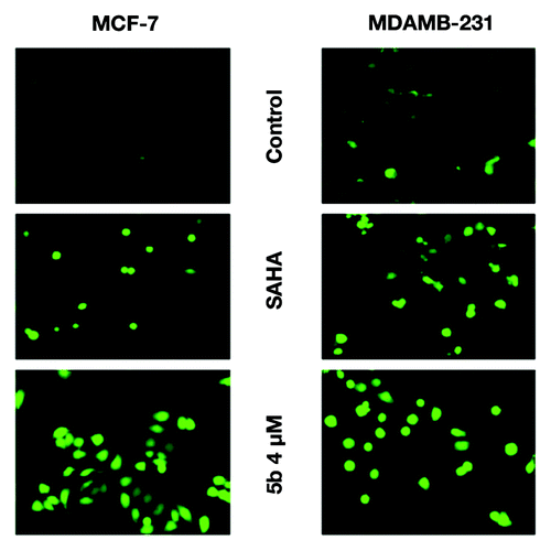 Figure 2. Exposure to DNA damaging agents leads to increased level of ROS. Induction of ROS in MCF-7 and MDAMB-231 cells after treatment with SAHA (1 and 5 µM) and 5b at 4 µM for 24 h. Treated cells were incubated with carboxy-H2DCFDA for 30 min at 37 °C and ROS were observed by fluorescence microscopy. In both the cell lines there was significant increase of ROS as compared with controls and SAHA treated samples.