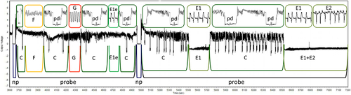 Figure 1. The visualization of characteristic aphid probing activities recorded on grapevine leaves using Electrical penetration graph (EPG) technique. “probe” – aphid stylets in plant tissues, “np” – no probing (= aphid stylets outside plant tissues), “C” – pathway activity in apoplast with intracellular punctures “pd”, “E1e” – watery salivation into apoplast, “E1” – watery salivation into sieve elements, “E2” – phloem sap ingestion, “F” – derailed stylet activities in apoplast, “G” – sap ingestion from xylem vessels.