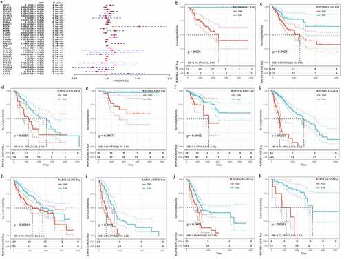 Figure 2. Correlation between Rap1b expression with OS from TCGA database. (a) Univariate Cox regression analysis and forest plot showed the hazard ratios related to Rap1b expression in pan-cancer. Red squares represent hazard ratio. Kaplan–Meier plotted survival curves of high and low expression of Rap1b in pan-cancer from TCGA database. OS of ACC (b), CESC (c), ESCA (d), KICH (e), KIRP (f), LGG (g), LIHC (h), MESO (i), PAAD (j), UVM (k). P < 0.05 is considered to be significant, with a 95% confidence interval of the dotted line. OS, overall survival