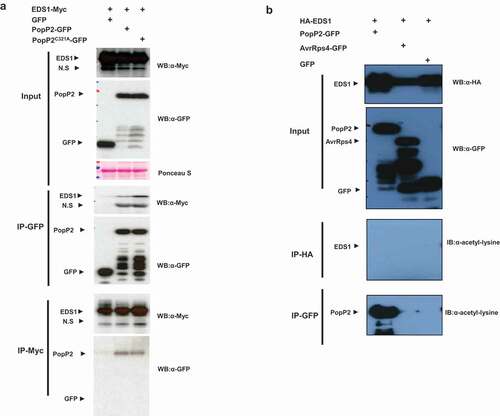 Figure 2. EDS1 physically interacts with PopP2 in planta. (a) Anti-GFP immunoprecipitation of PopP2-GFP, PopP2C321A-GFP, and GFP in the presence of EDS1-Myc. Samples were prepared from transiently co-expressed PopP2-GFP, PopP2C321A-GFP, and GFP in the presence of EDS1-Myc in N. benthamiana leaves. Total extracts were immunoprecipitated with anti-GFP or anti-Myc beads followed by immunoblotting with the α-Myc and α-GFP antibodies. (b) Anti-HA and -GFP immunoprecipitations of PopP2-GFP, AvrRps4-GFP, and GFP in the presence of HA-EDS1. Samples were prepared from transiently co-expressed PopP2-GFP, AvrRps4-GFP, and GFP in the presence of HA-EDS1 in N. benthamiana leaves. After the cell extracts were immunoprecipitated with anti-HA or anti-GFP beads, acetylated proteins were detected using Ac-K antibody. AvrRps4 were used as a negative control.