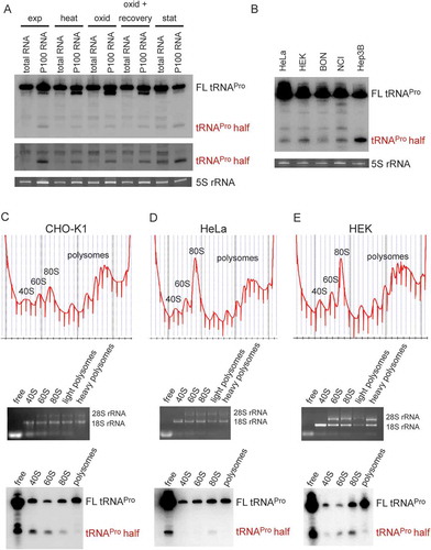 Figure 1. Expression and ribosome association of the tRNAPro half in different mammalian cell lines. (A) Northern blot analysis of the tRNAPro 5ʹ half of 20 µg of total RNA or 20 µg of RNA isolated from the crude ribosome pellet (P100) from CHO-K1 at several stress conditions: heat shock (heat), oxidative stress (oxid), oxidative stress with recovery, stationary (stat) growth phase and as a control exponential (exp) growth phase. Lower panel shows the same northern blot in the region of the tRNA half with increased contrast. (B) Northern blot analysis of the tRNAPro 5ʹ half of 30 µg total RNA isolated from HeLa, HEK, BON, NCI, and Hep3B cells. Ethidium bromide-stained 5 S rRNA serves as a loading control. (C-E) Polysome profiling of exponentially grown CHO-K1, HeLa, and HEK cells, respectively (top panels). RNA was isolated from the indicated fractions (free RNA, 40 S, 60 S, 80 S, and polysomes), its integrity, and identity monitored by agarose gel electrophoresis (middle panel) and used for northern blot analysis (lower panels). Full length (FL) tRNAPro and the tRNAPro 5ʹ half are indicated.