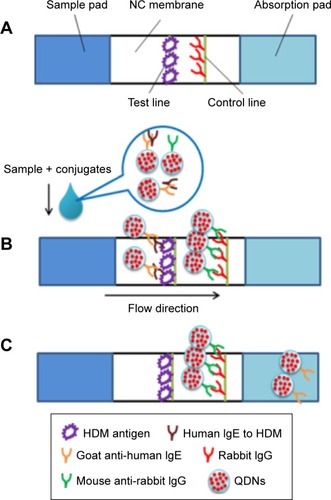Figure 1 Schematic illustration the structure of QDNs-based LFIA test strip (A) and the detection of IgE to HDM using QDNs-based LFIA with positive (B) and negative (C) result.Abbreviations: HDM, house dust mite; LFIA, lateral flow immunoassay; NC, nitrocellulose; QDNs, quantum dot nanobeads.