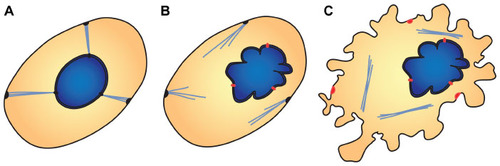 Figure 3 Combined mutations at different points of nucleoskeletal–cytoplasmic filament contacts could yield more severe disease pathologies.